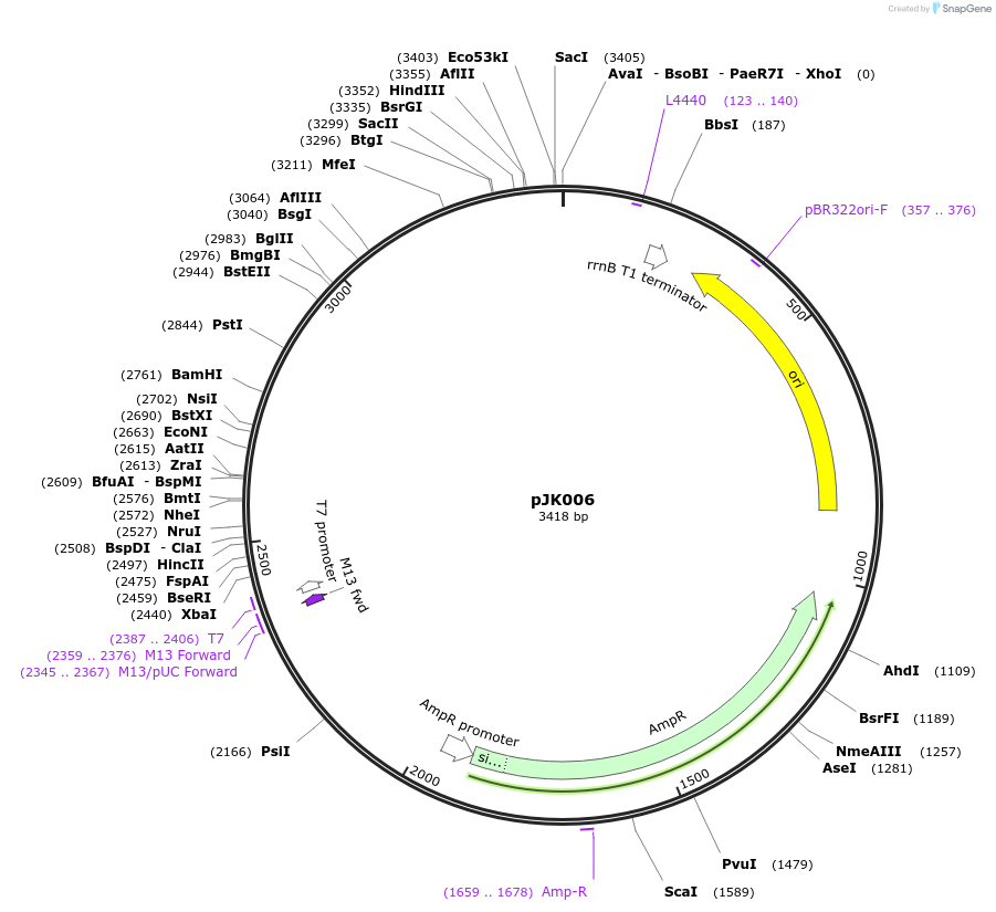 254596-plasmid-map-sequence-id-510681