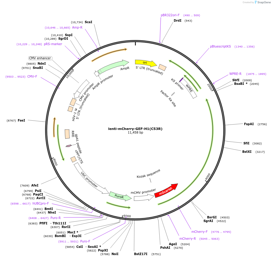 255931-plasmid-map-sequence-id-510682
