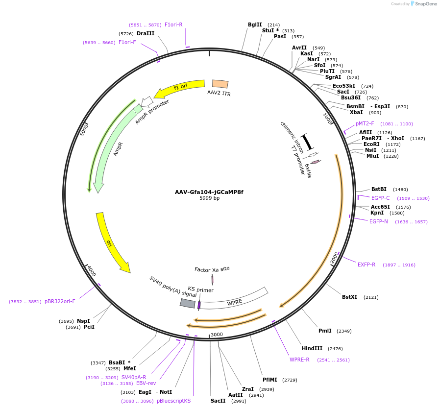 254431-plasmid-map-sequence-id-510699