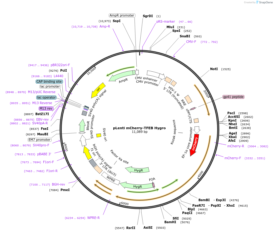 252409-plasmid-map-sequence-id-510702