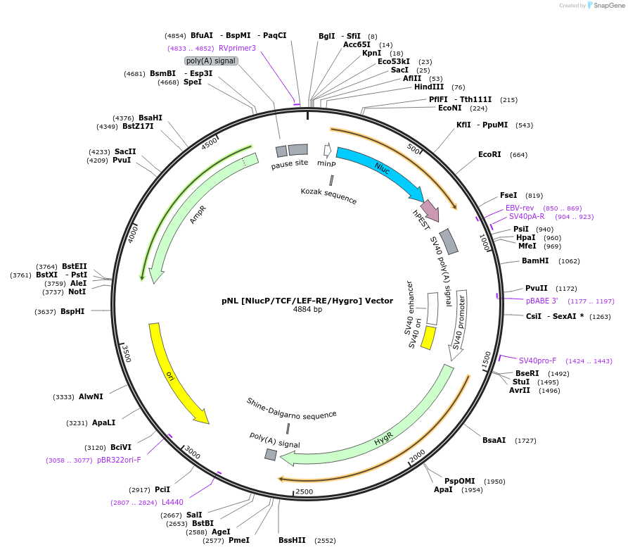 236824-plasmid-map-sequence-id-510767