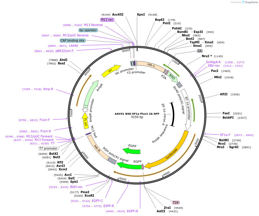 255457-plasmid-map-sequence-id-510786