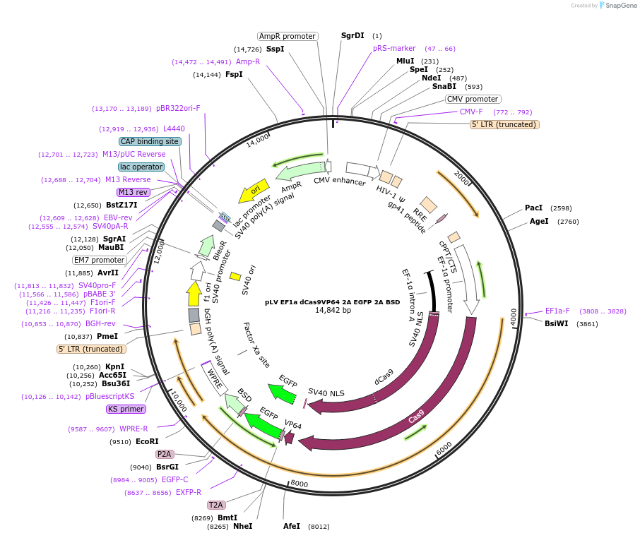 255458-plasmid-map-sequence-id-510788