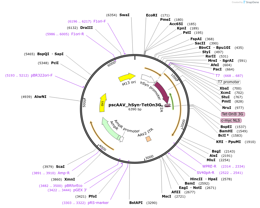 254465-plasmid-map-sequence-id-510836