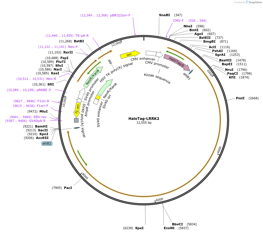 244976-plasmid-map-sequence-id-510854
