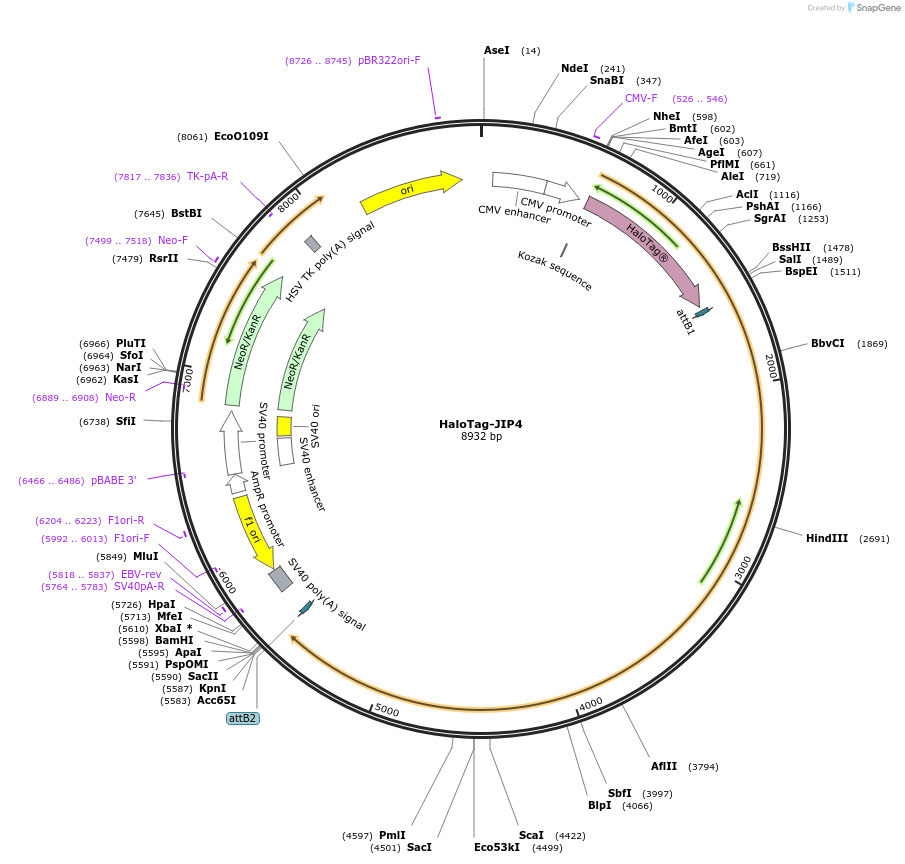 244979-plasmid-map-sequence-id-510855