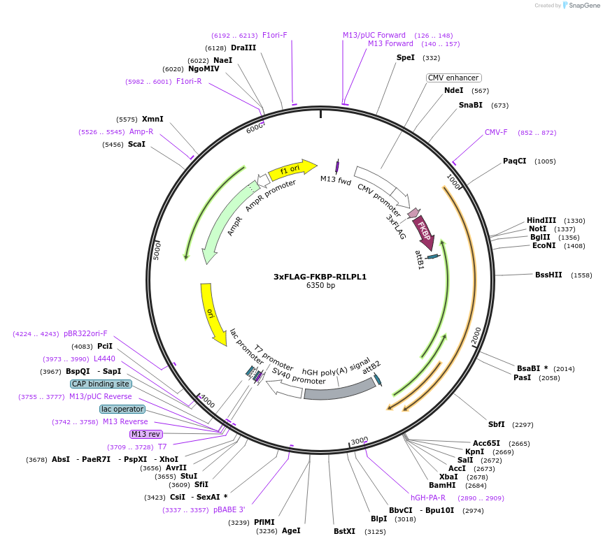 244987-plasmid-map-sequence-id-510858