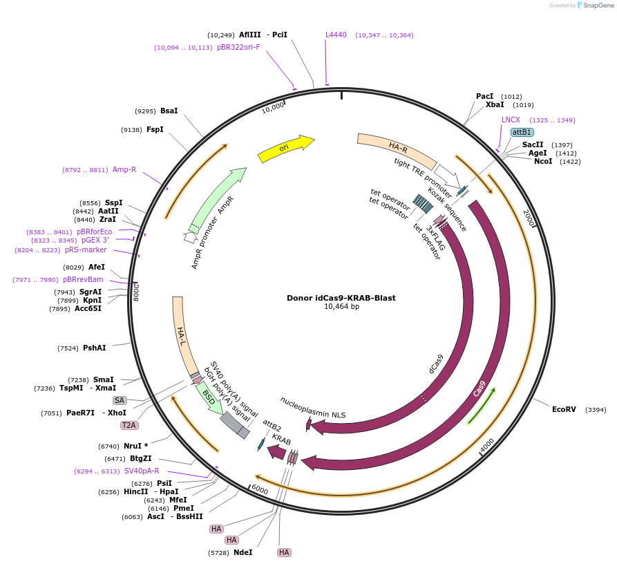 255020-plasmid-map-sequence-id-510929