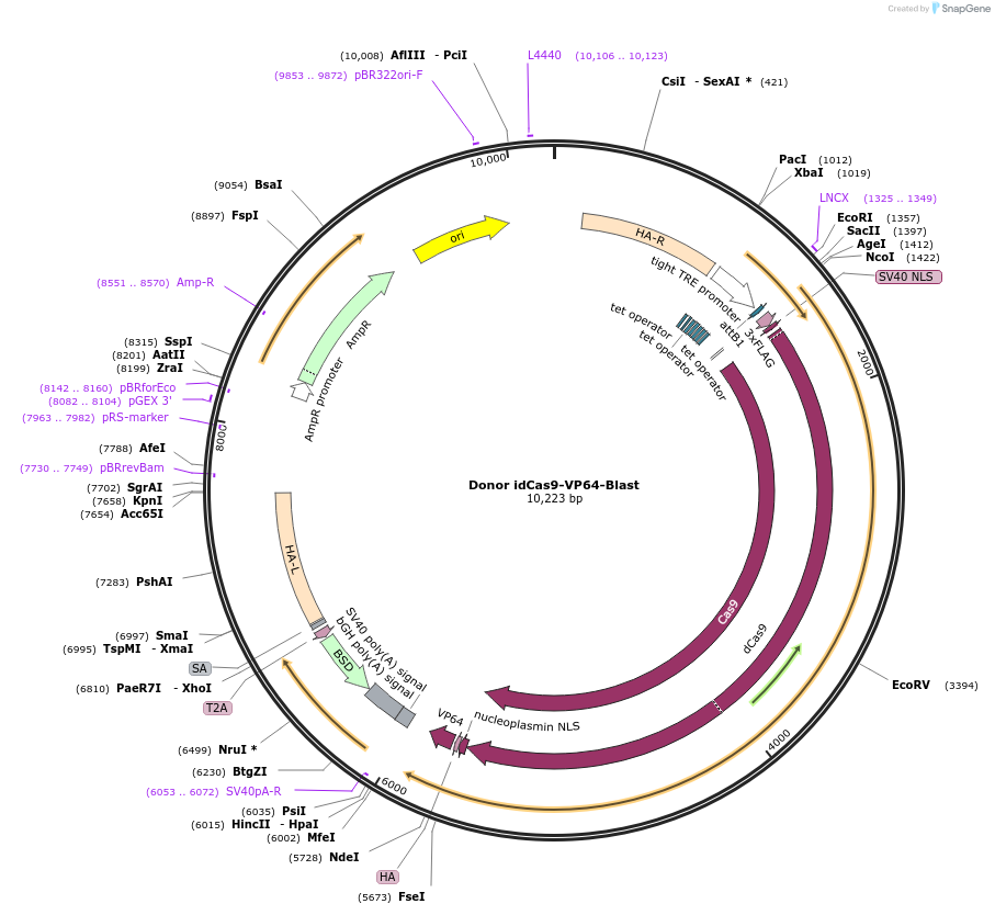 255021-plasmid-map-sequence-id-510937