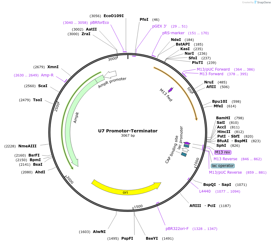 254838-plasmid-map-sequence-id-511029
