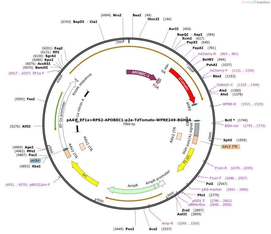 254839-plasmid-map-sequence-id-511039