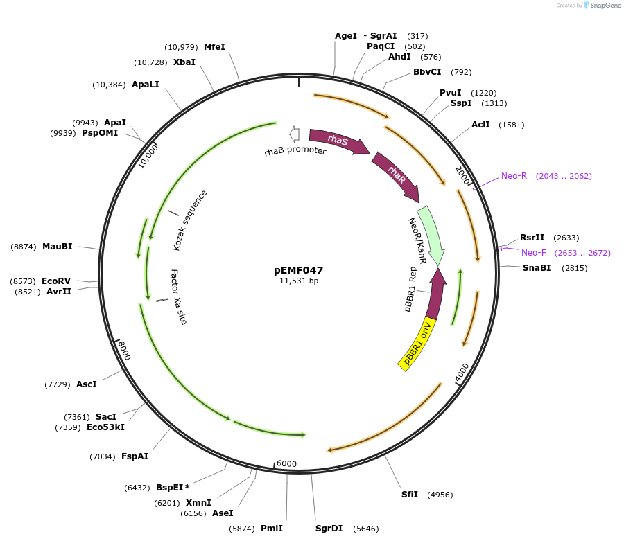 242173-plasmid-map-sequence-id-511040