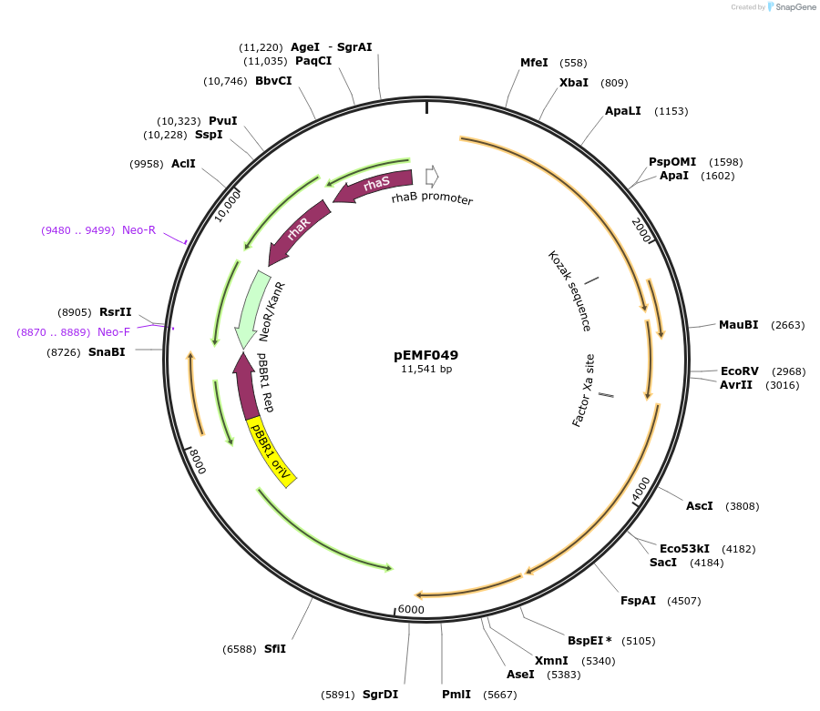242190-plasmid-map-sequence-id-511041