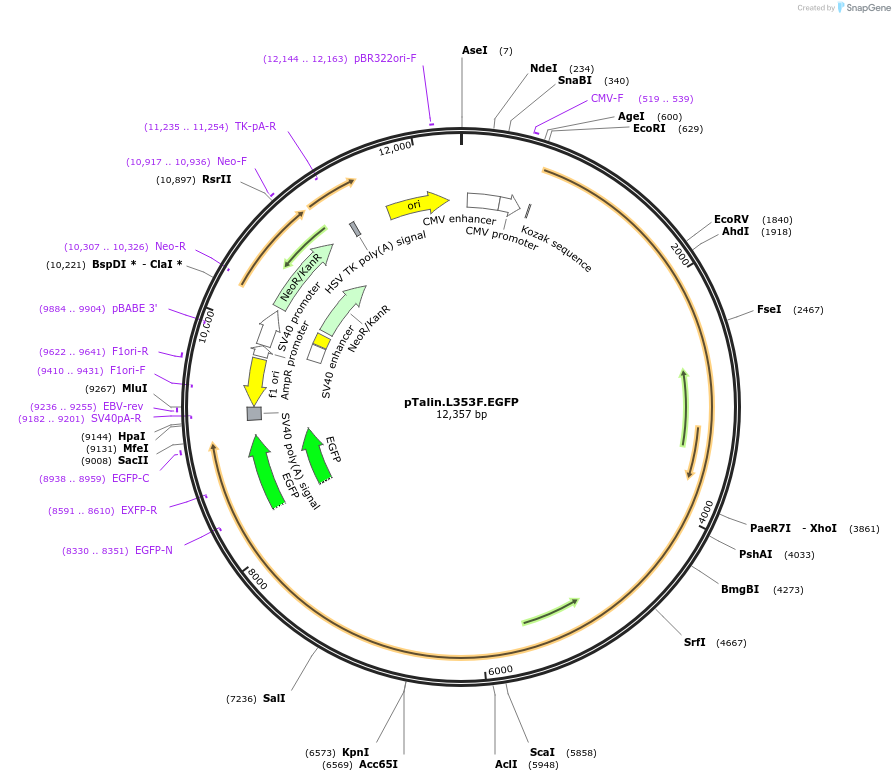 247087-plasmid-map-sequence-id-511050