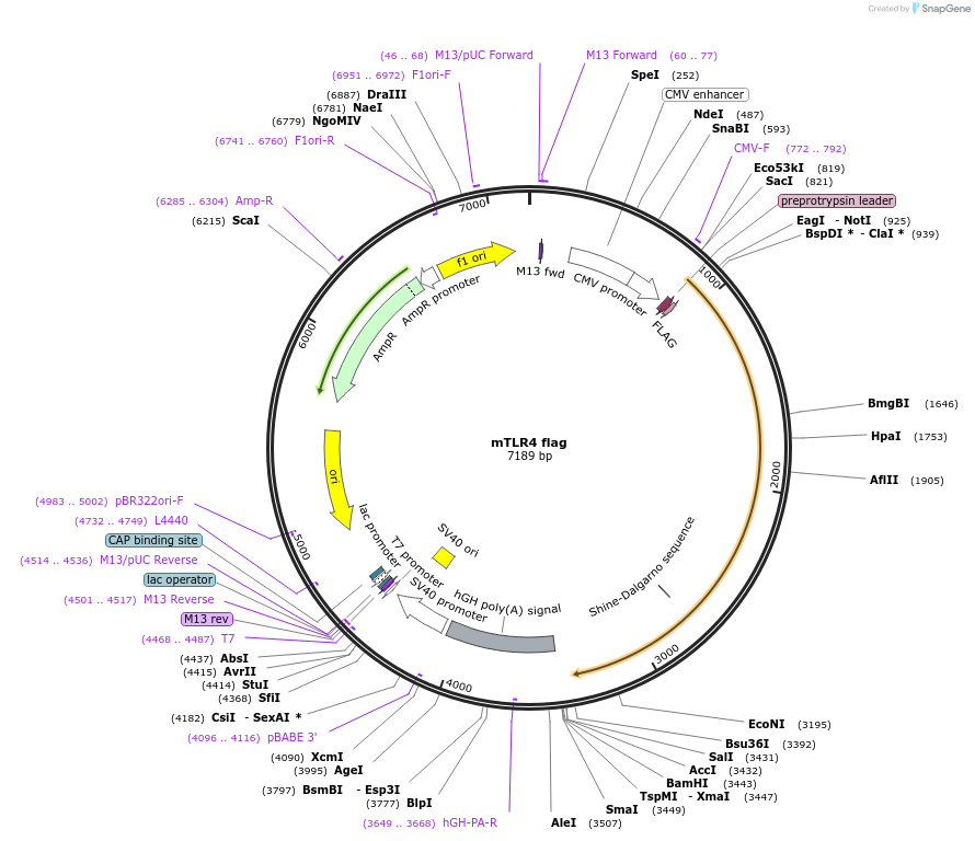 13087-plasmid-map-sequence-id-511101