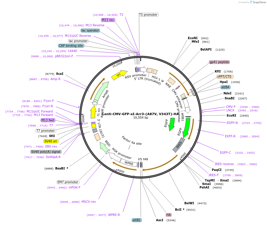 254890-plasmid-map-sequence-id-511173