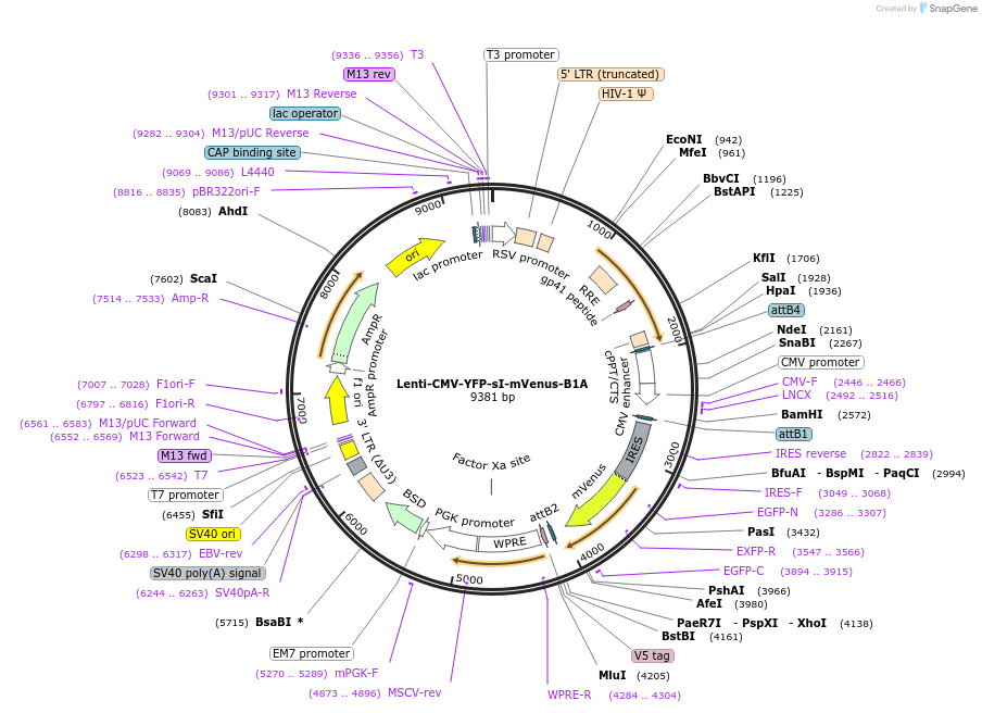 254892-plasmid-map-sequence-id-511174