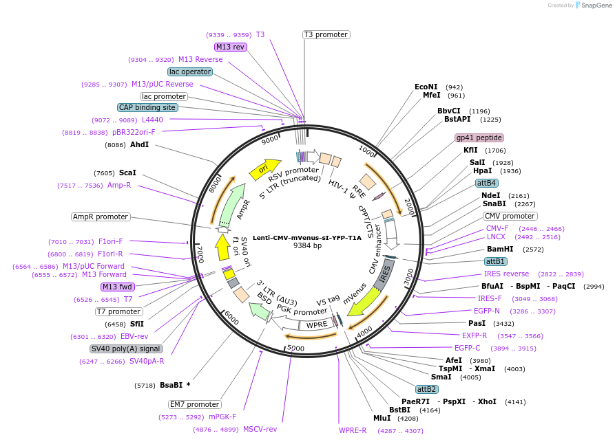 254891-plasmid-map-sequence-id-511176