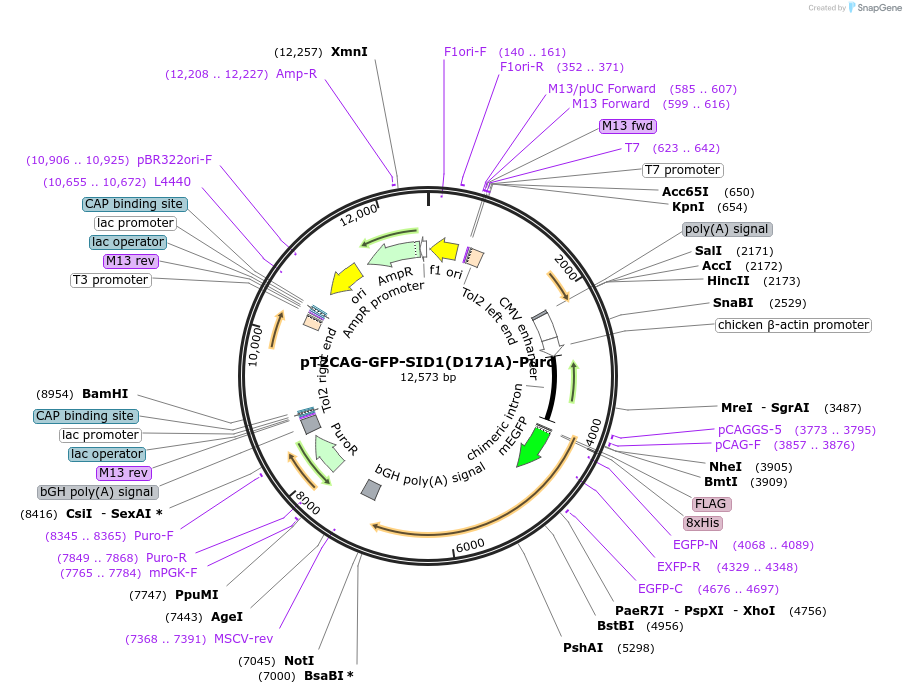 253488-plasmid-map-sequence-id-511208