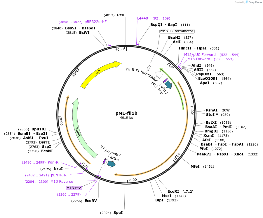 49019-plasmid-map-sequence-id-511211