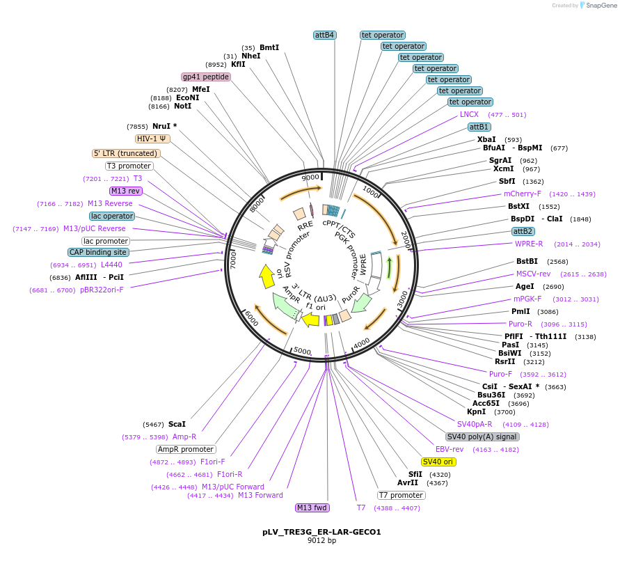 254298-plasmid-map-sequence-id-511254