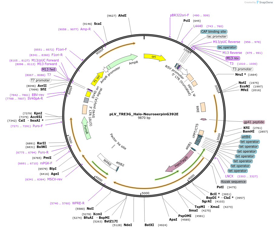 254292-plasmid-map-sequence-id-511255