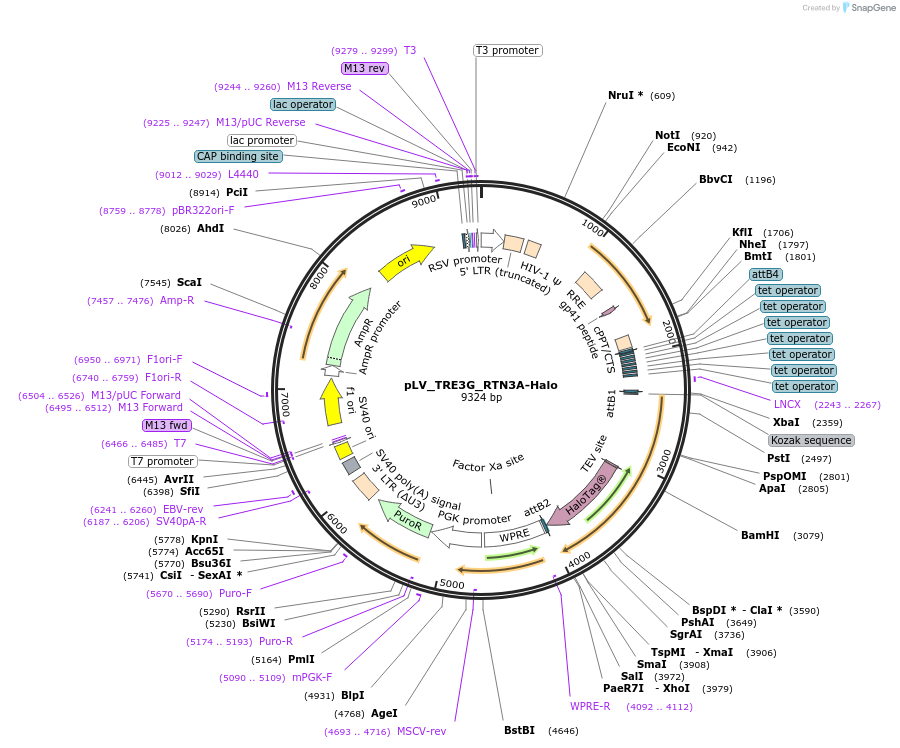 254291-plasmid-map-sequence-id-511256