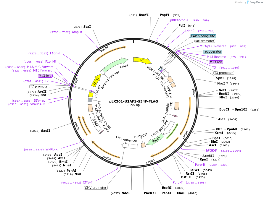 256553-plasmid-map-sequence-id-511262