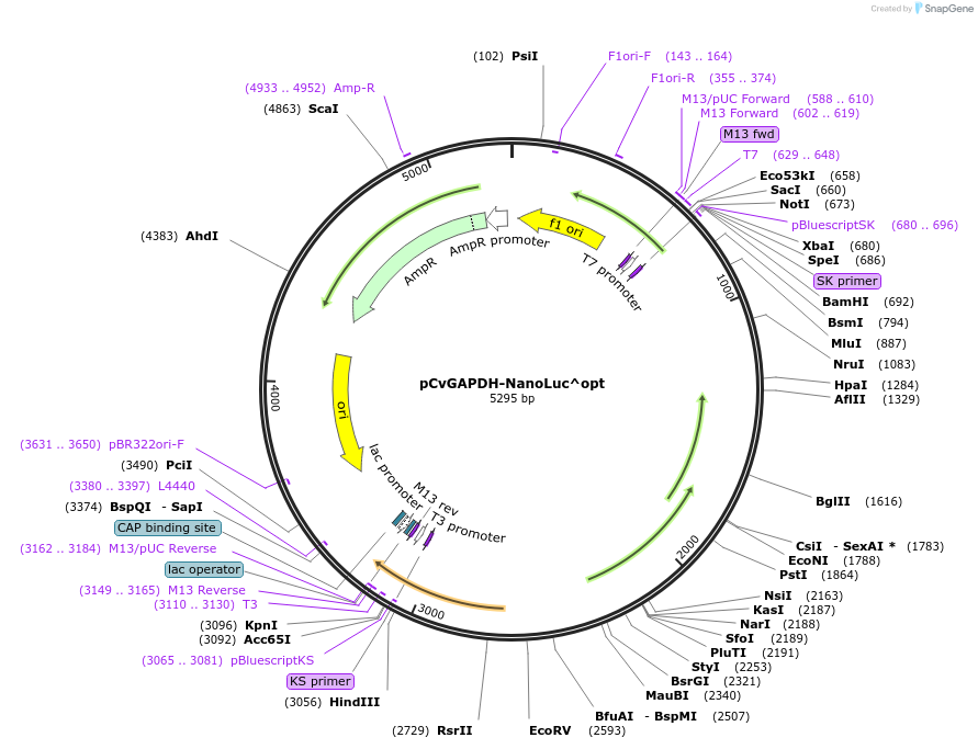 255781-plasmid-map-sequence-id-511276