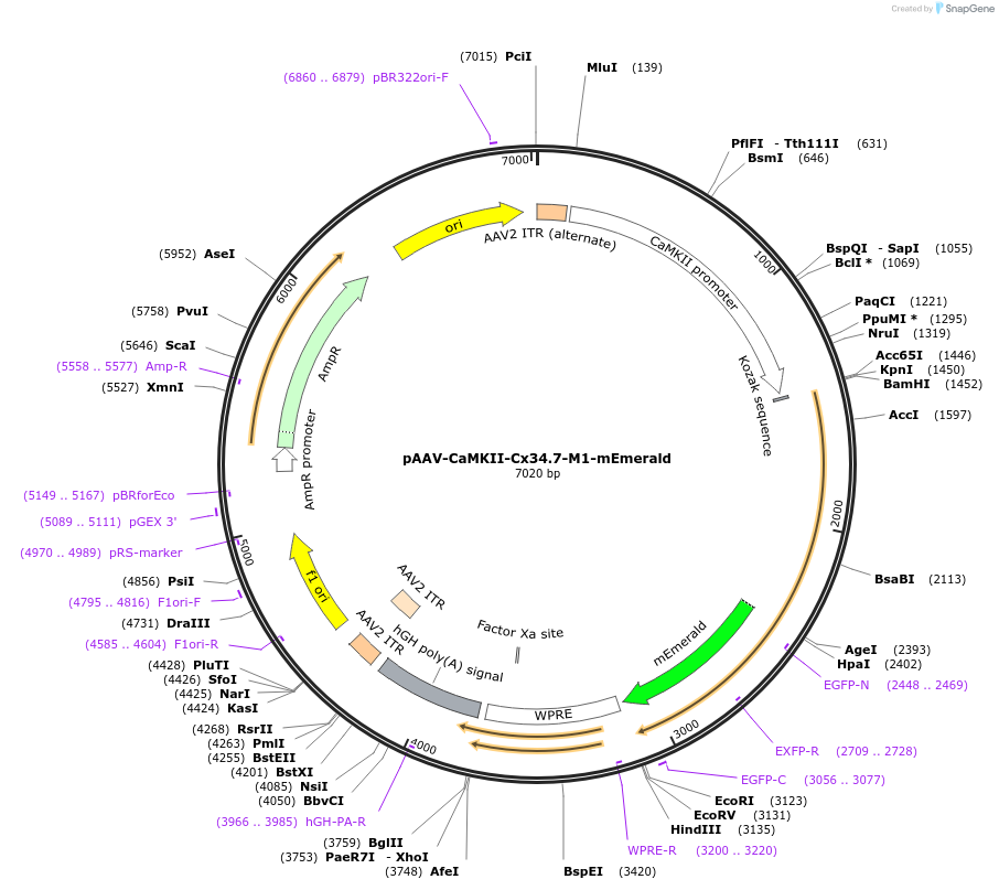 255632-plasmid-map-sequence-id-511284