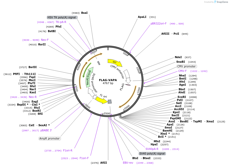 255771-plasmid-map-sequence-id-511288