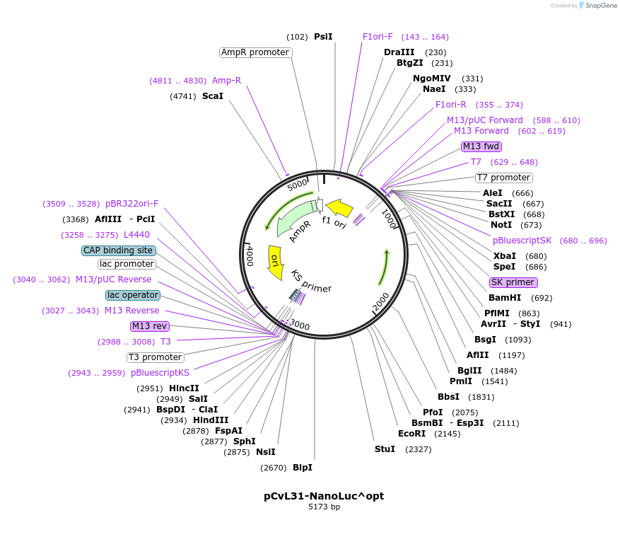 255782-plasmid-map-sequence-id-511294