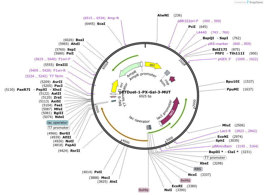 256296-plasmid-map-sequence-id-511299