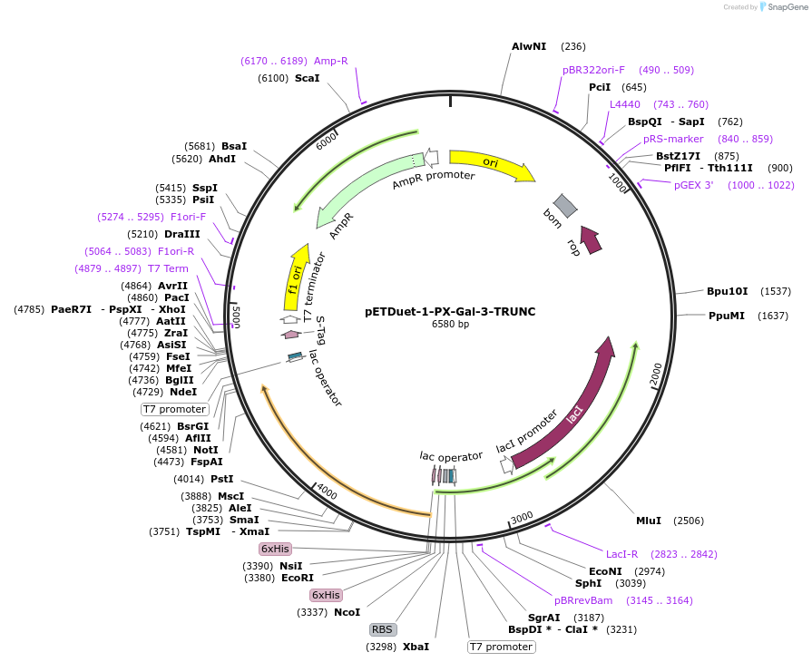 256297-plasmid-map-sequence-id-511302