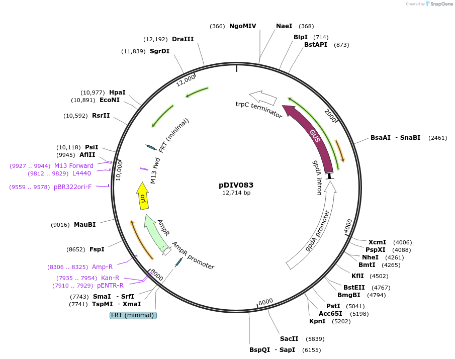 247963-plasmid-map-sequence-id-511305