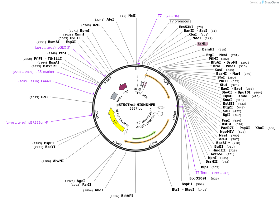 63940-plasmid-map-sequence-id-511340