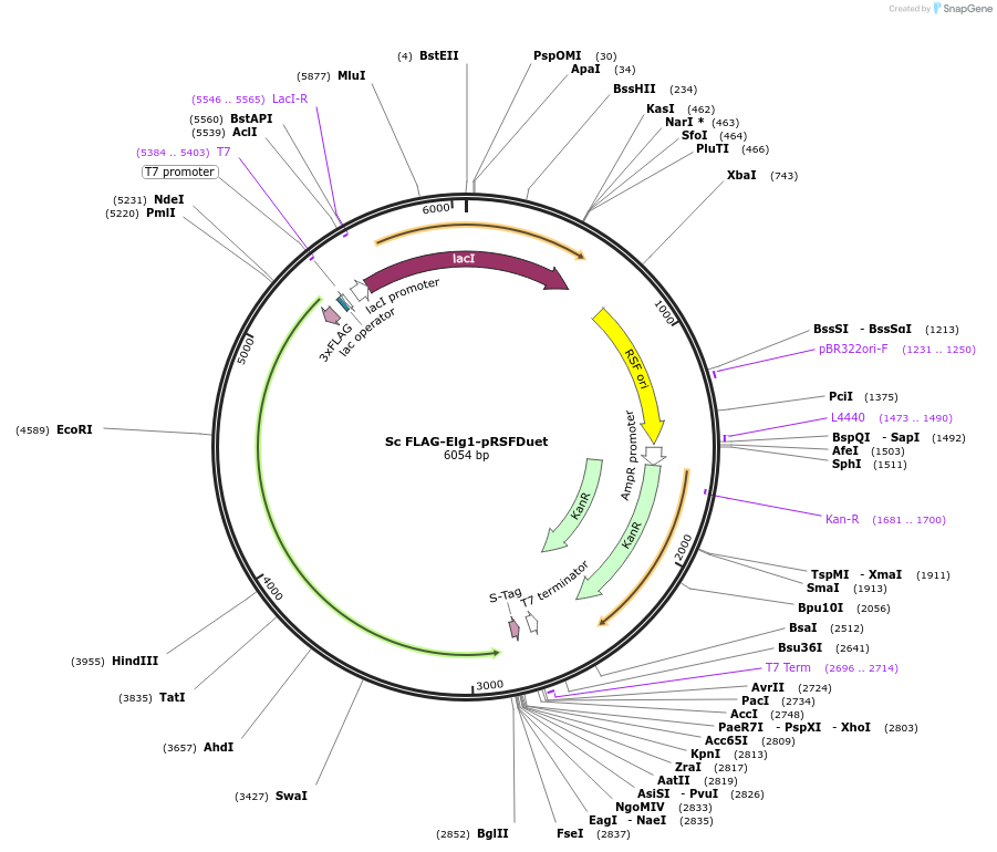 256372-plasmid-map-sequence-id-511386
