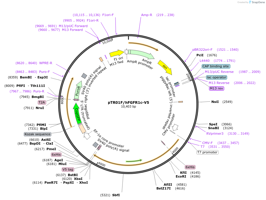 236011-plasmid-map-sequence-id-511407