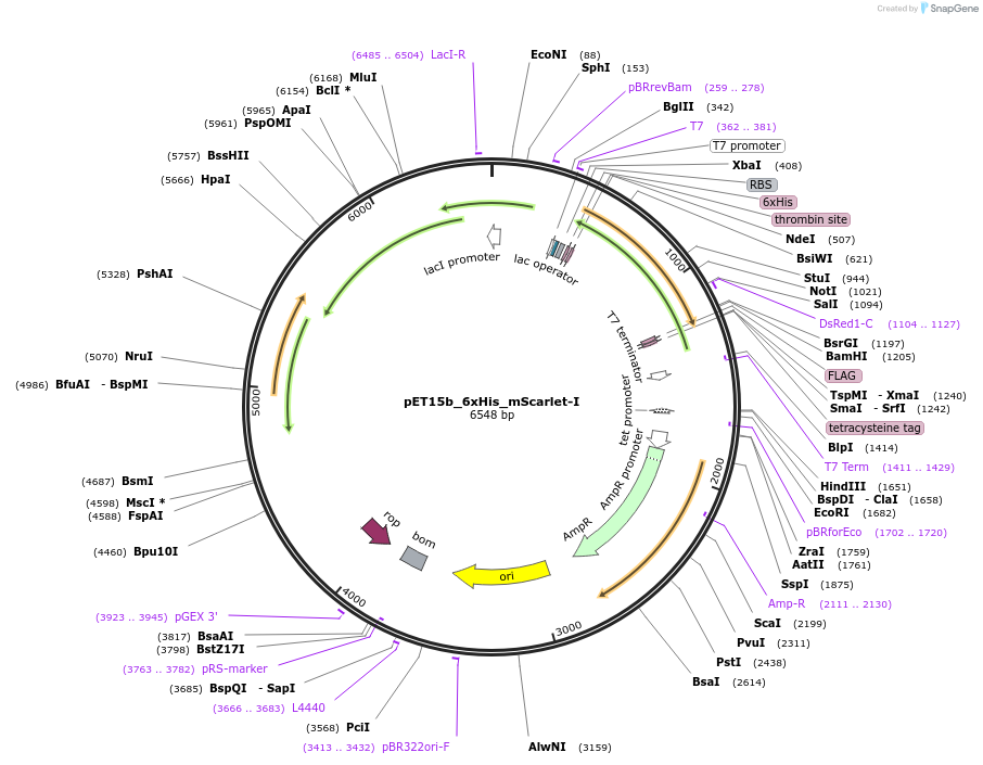 255536-plasmid-map-sequence-id-511412