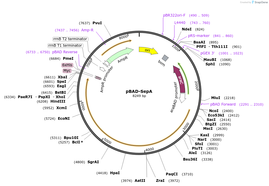 253228-plasmid-map-sequence-id-511417