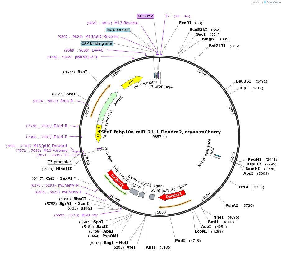 253623-plasmid-map-sequence-id-511425