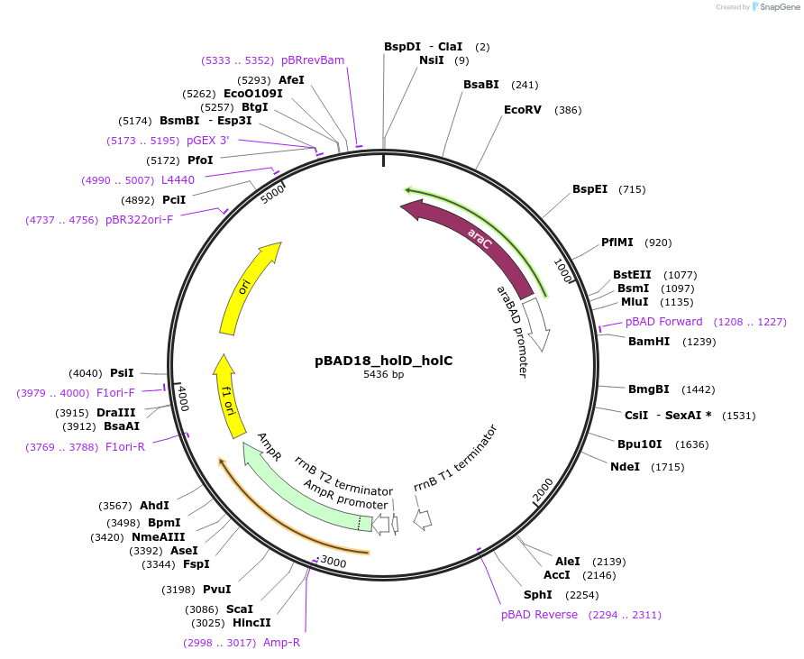 254015-plasmid-map-sequence-id-511443