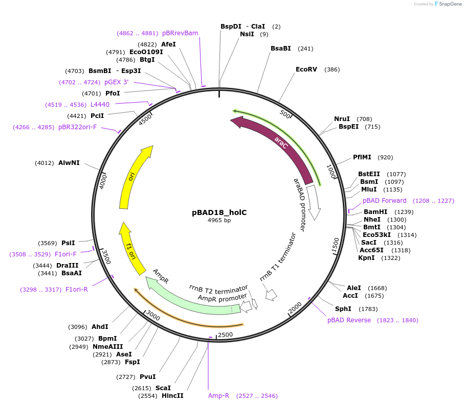 254014-plasmid-map-sequence-id-511444