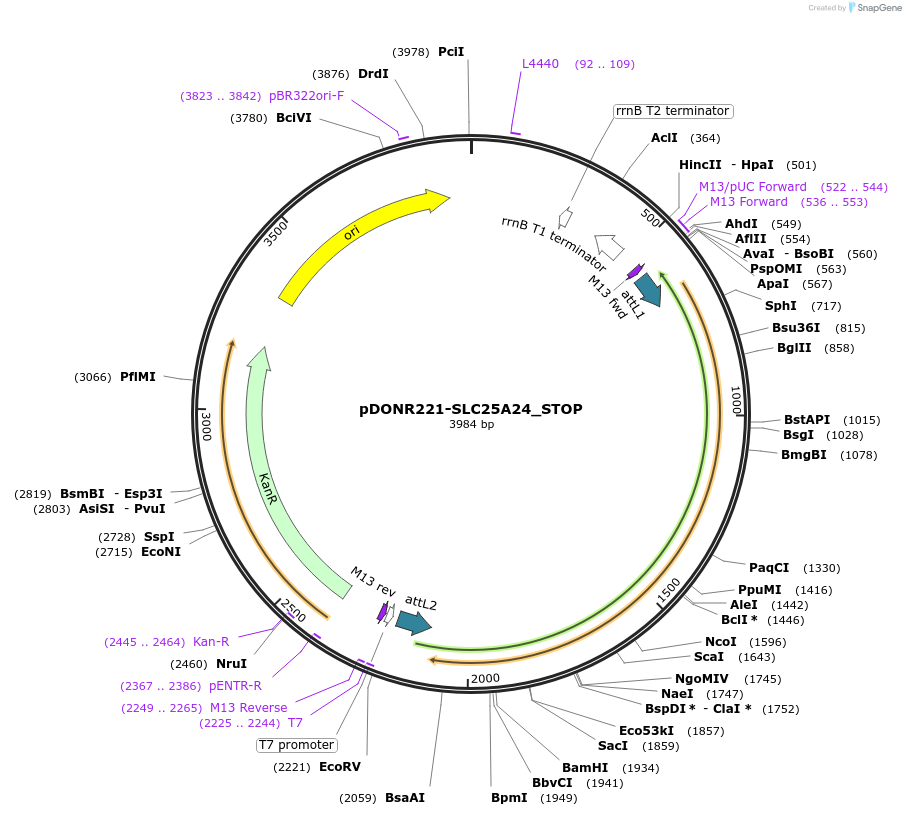 161146-plasmid-map-sequence-id-511516