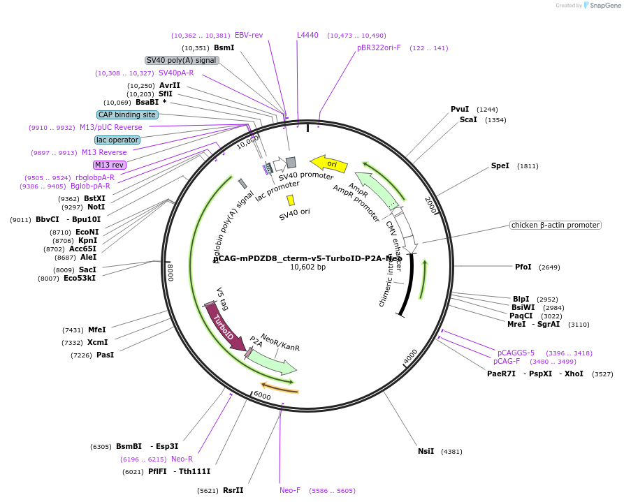253971-plasmid-map-sequence-id-511526