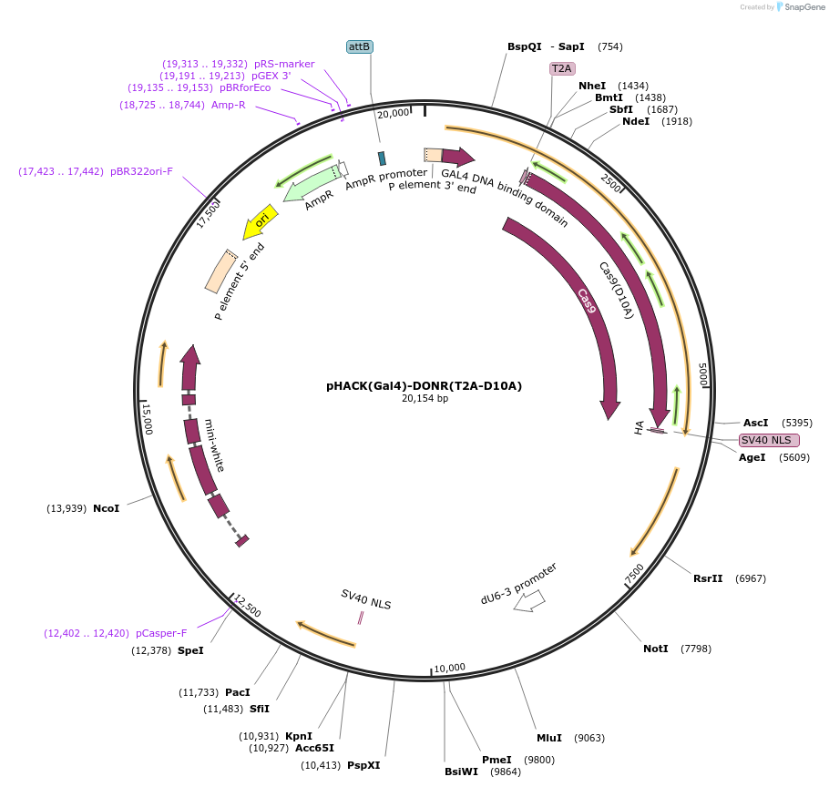 250798-plasmid-map-sequence-id-511575