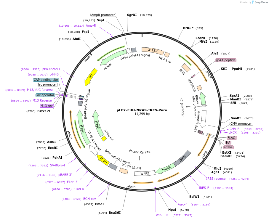 120569-plasmid-map-sequence-id-511579
