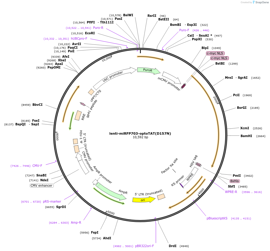 255928-plasmid-map-sequence-id-511595
