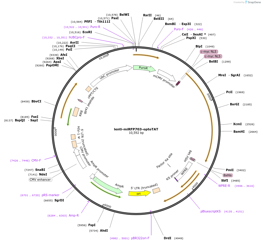 255927-plasmid-map-sequence-id-511596