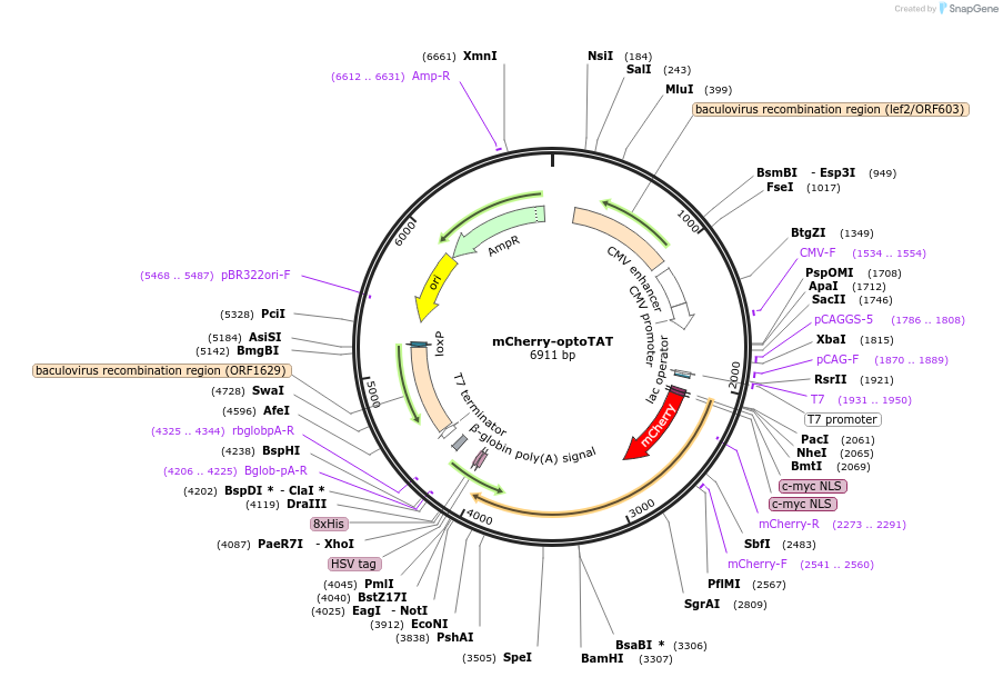 255923-plasmid-map-sequence-id-511599